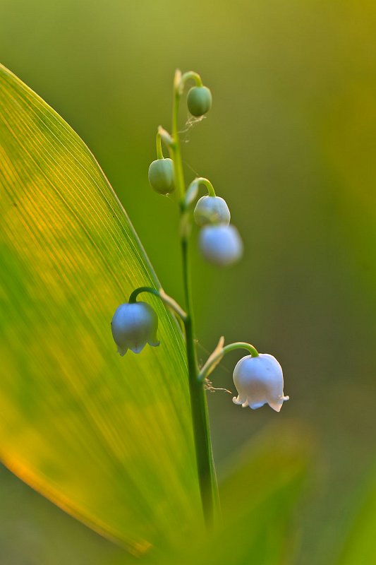 2011-05-31-211434_2.jpg